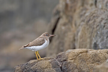 Spotted Sandpiper, Actitis macularius, perched on rock