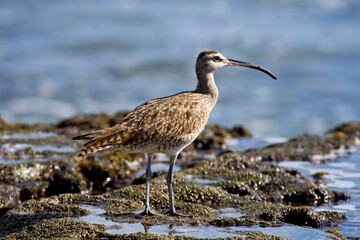 Whimbrel, Numenius phaeopus, close profile view