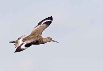 View of Willet, Tringa semipalmata, flying