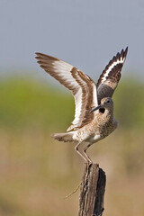 Vertical of a Willet, Tringa semipalmata, with wings spread