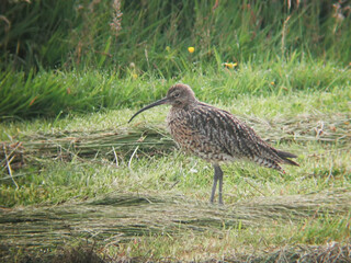 Eurasian Curlew, Numenius arquata, in meadow