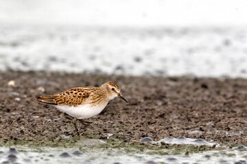 Least Sandpiper, Calidris minutilla, by the water