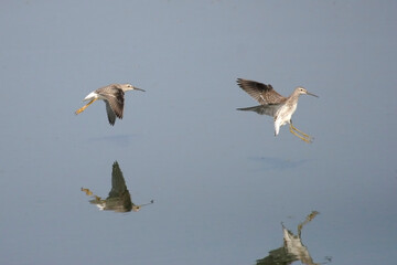 Pair of Lesser Yellowlegs, Tringa flavipes, in flight