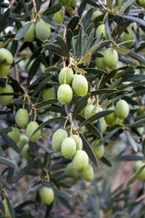 Olive trees grove in countryside. Kalamata, Messinia, Greece © Esin Deniz