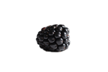 A single blackberry with dark purple color, round shape, and juicy appearance, showcasing its fresh and natural state.