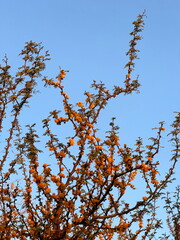 tree branches against blue sky