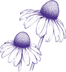 Two Purple Echinacea Flowers With Detailed Petals And Centers On White Background coneflower