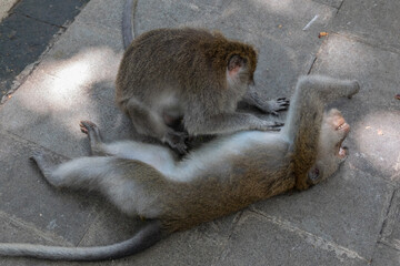 Relaxing monkey getting groomed in Bali! What a stress-free life for these primates in nature, a...