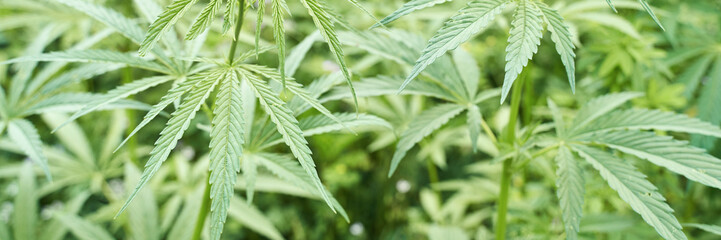 Lush green cannabis plants with intricate leaves in natural sunlight.