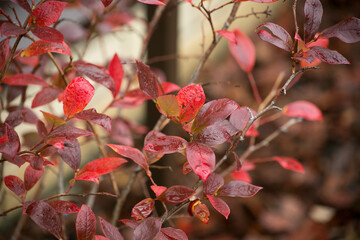 blueberries  in autumn garden. red autumn leaves