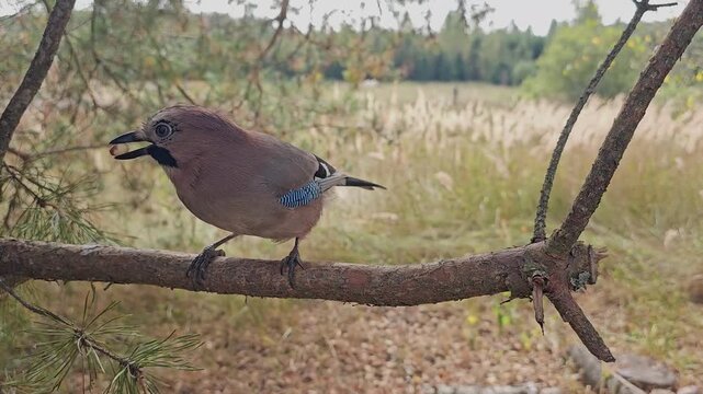 A jay with a nut in its beak on a tree branch in the forest.