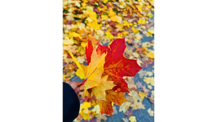 Forest Trail Covered with Fall Leaves