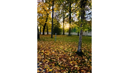 Golden Leaves and Sun Beams in Forest