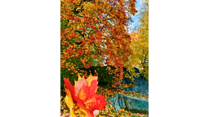 Peaceful Autumn Forest