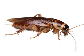 A close-up shot of a brown cockroach displayed against a plain white background, highlighting its detailed features.