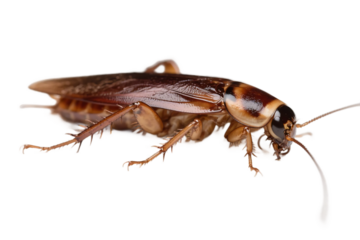 A close-up shot of a brown cockroach displayed against a plain white background, highlighting its detailed features.
