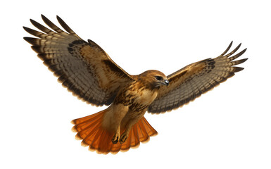Fototapeta premium Red-tailed hawk featuring wide, rounded wings and reddish-brown tail feathers.