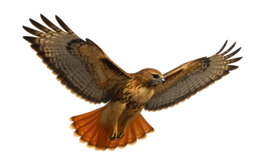 Red-tailed hawk featuring wide, rounded wings and reddish-brown tail feathers.