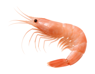Translucent pink shrimp featuring an elongated snout.