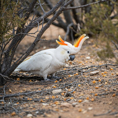 Beautiful citron cockatoo with vibrant yellow crest among natural textures