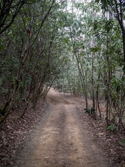 ATV trail in eastern Tennessee mountains through rhododendron trees