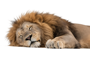 A lion with a thick mane is seen sleeping peacefully, showcasing its relaxed state in a natural setting.