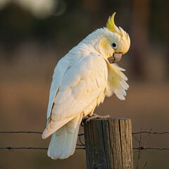 Close-up of a white citron cockatoo with yellow crest preening its feathers perched on a wooden post