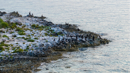 Cormorants sitting on an offshore island.