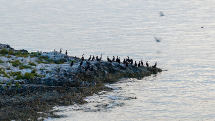 Cormorants sitting on an offshore island.
