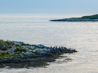 Cormorants sitting on an offshore island.