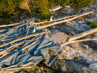 A polluted island that is a habitat for birds.