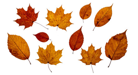 Wet Autumn Leaves Flattened Against Transparent Surface; PNG