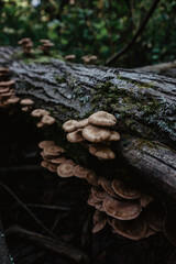mushrooms grow on a stump in the forest