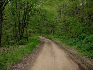 Off roading trail through Appalachian forest in West Virginia in Hatfield McCoy trail system © StockedandLoaded