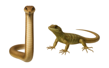 Comparison of snake and lizard morphology focusing on limb evolution.