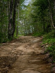 rocky Forested Dirt road in Hatfield Mccoy trail system in West Virginia in springtime