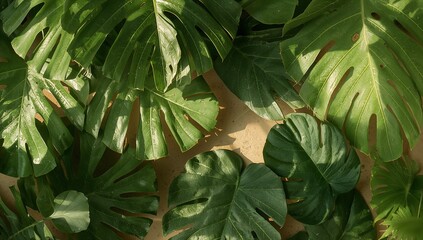 Tropical vibe with vibrant monstera leaves casting shadows, perfect for summer designs
