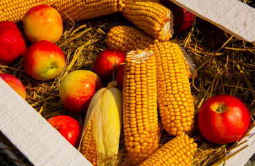 A composition of corn cobs and red apples, in a box