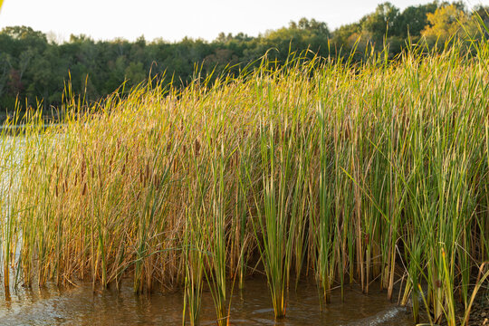 Cattails and reeds in shallow water with trees in the background