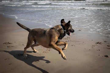 Dog playing on the shore of a beach