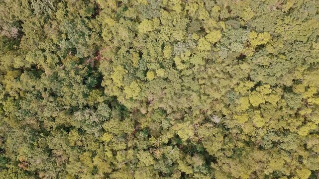 Aerial Drone flight over the jungle, of Akumal 
