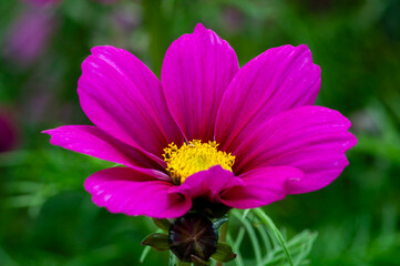Obraz premium Close-up of vibrant pink cosmos flower with yellow center in full bloom