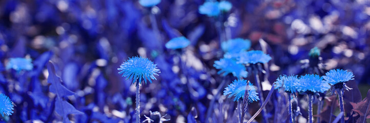 Vivid blue wildflowers in a lush field creating a stunning natural scene.