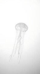 A translucent jellyfish with long tentacles drifts gracefully in clear, bright water.