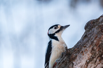 Little woodpecker sits on a tree trunk with snow in winter. The great spotted woodpecker, Dendrocopos major