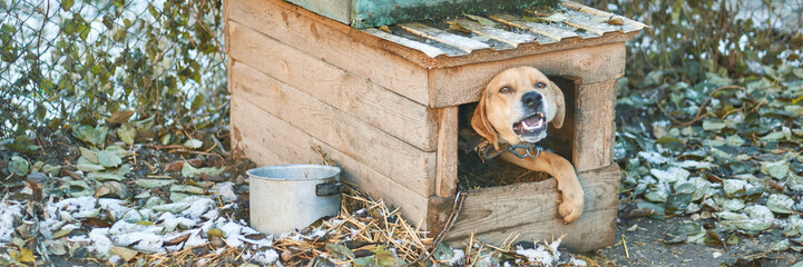 Happy brown dog in rustic wooden doghouse in snowy yard with fallen leaves and metal bucket.