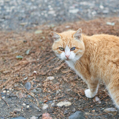 Ginger cat staring on rocky ground with dry leaves in background on overcast day.