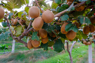 Kiwi picking season. Kiwi on a kiwi tree plantation with with huge clusters of fruits.
