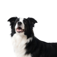 Fototapeta premium A black and white border collie with an open mouth, looking up, showcasing its alert and friendly expression.