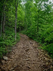 Rocky and steep Dirt road through Appalachian forest in West Virginia in Hatfield McCoy trail system  © StockedandLoaded